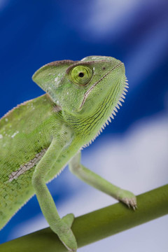 綠色動物；Chameleon