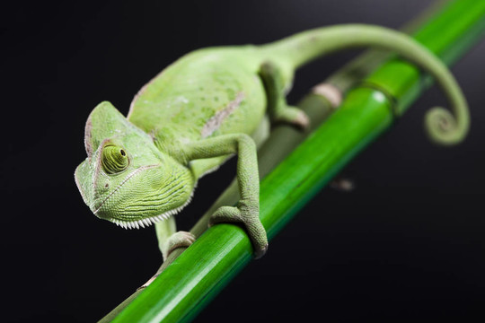 綠色動(dòng)物；Chameleon