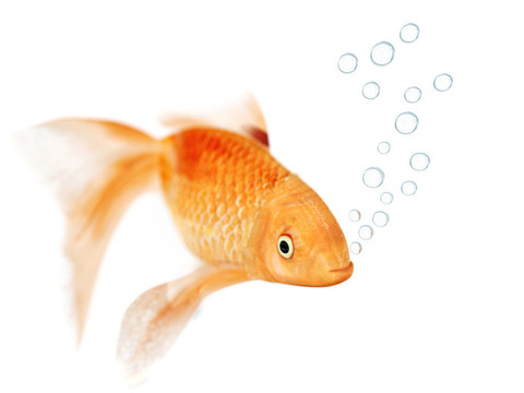 白色背景上的金魚和氣泡