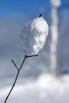 樹枝是冬天森林的皚皚白雪