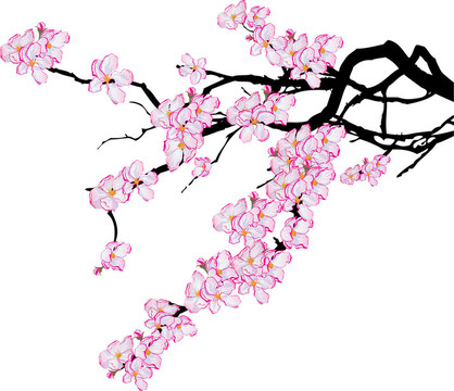 櫻桃枝