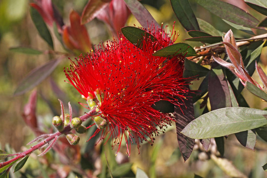 深紅色的瓶刷；Callistemon