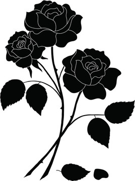 花玫瑰；剪影