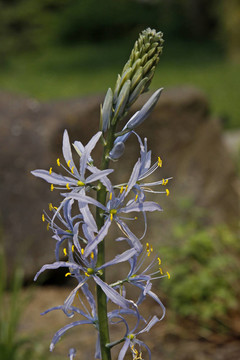 Camassia leichtlinii；大卡馬斯