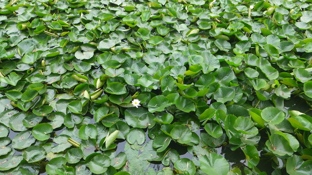 城市公園