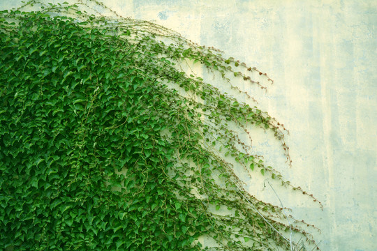 綠植墻