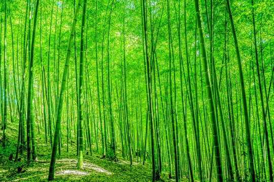 竹林 陽光樹林