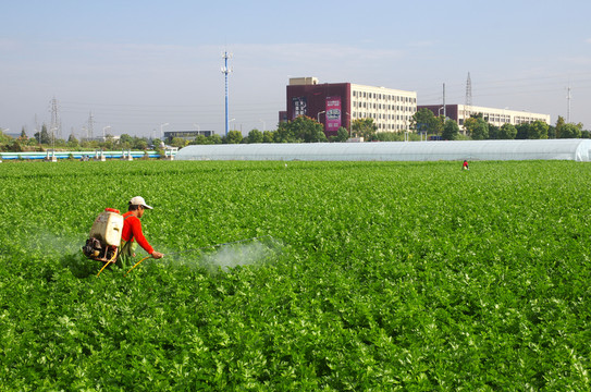 西芹種植園 噴灑農(nóng)藥