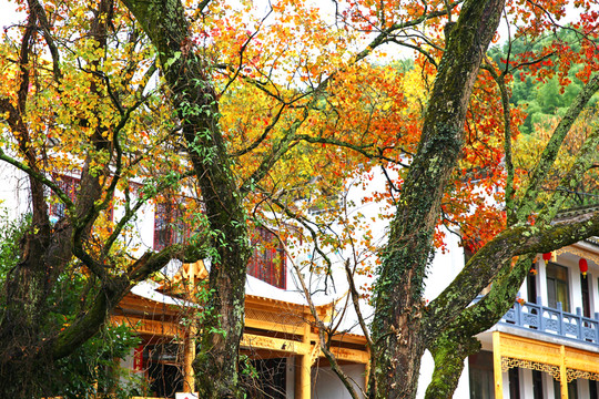 烏桕樹 紅葉 塔川