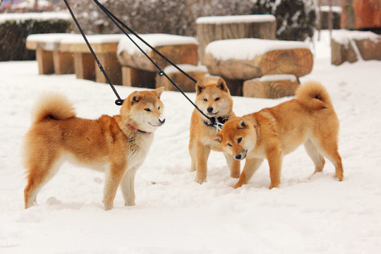雪地柴犬
