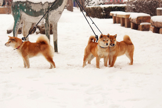 雪地柴犬
