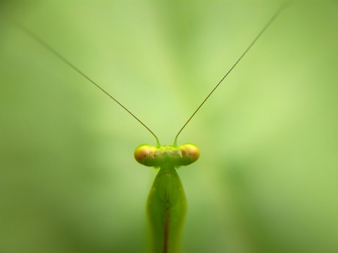 螳螂特寫