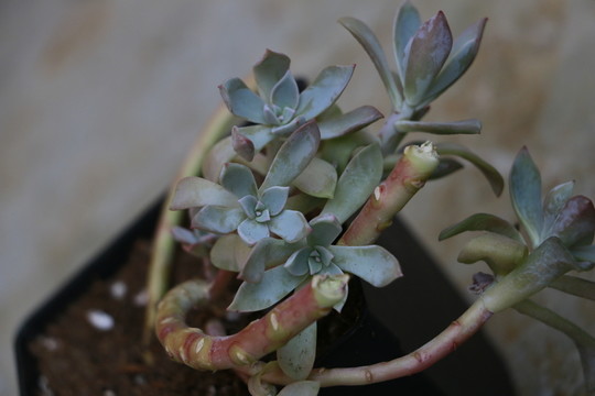 初戀老樁