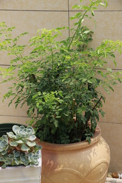 植物