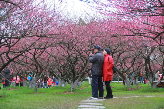 橘子洲拍梅花