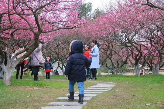 橘子洲賞梅花