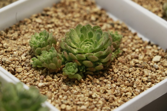 小野玫瑰
