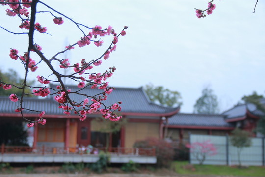 橘子洲梅花