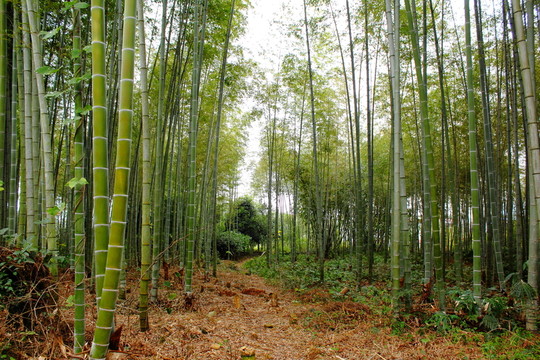 竹林
