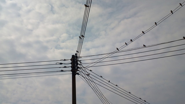 電線上的鳥