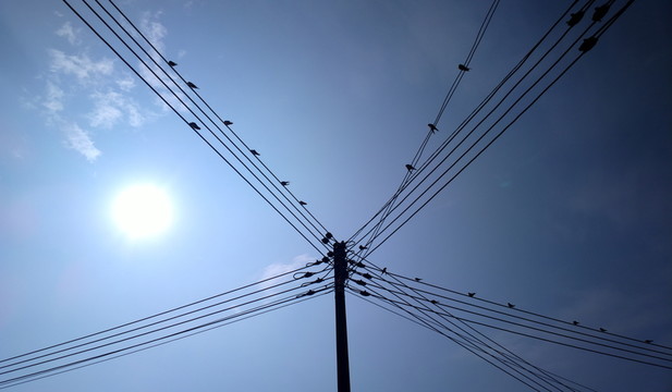 電線上的鳥