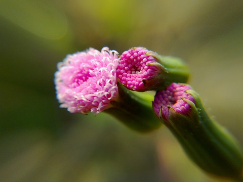 蒲公英的花