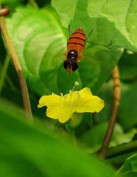 食蚜蠅