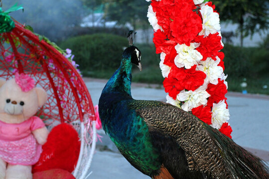 孔雀 鳥(niǎo) 吉祥 羽毛