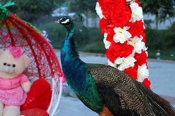 孔雀 鳥 吉祥