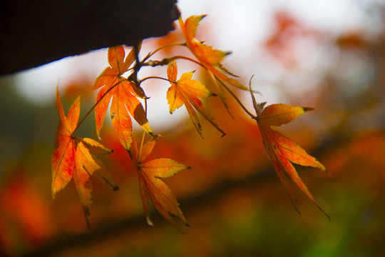 紅楓楓葉