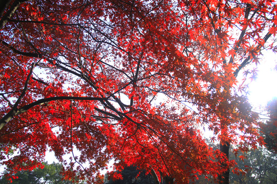 烈士公園楓葉