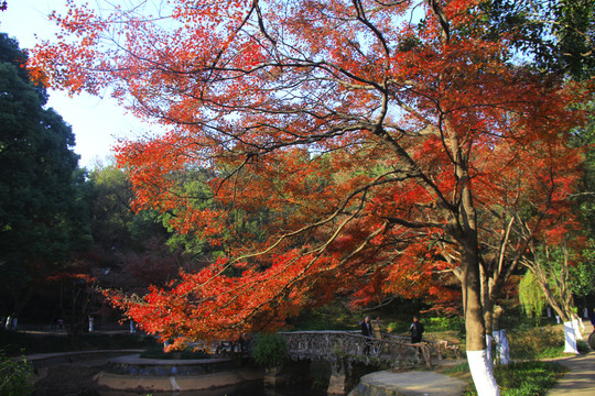 烈士公園楓葉