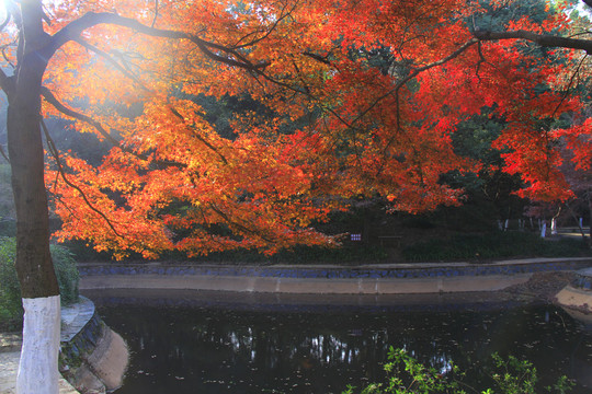 烈士公園楓葉