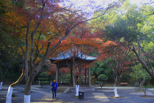 烈士公園楓葉