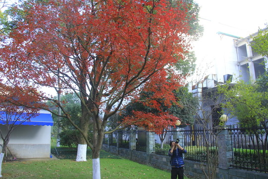 烈士公園楓葉