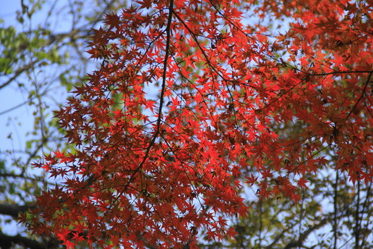 烈士公園楓葉