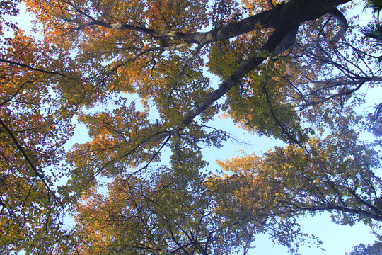 烈士公園楓葉