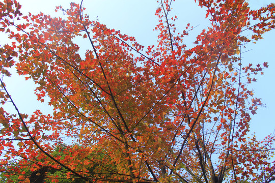烈士公園楓葉