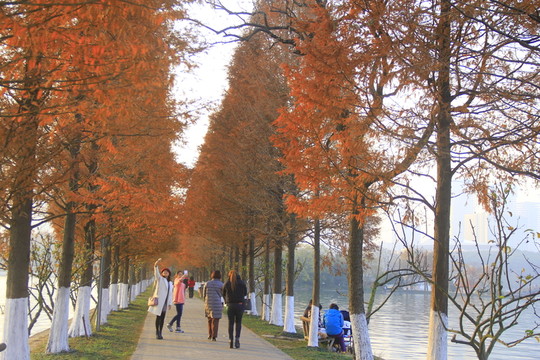湖南烈士公園水杉樹