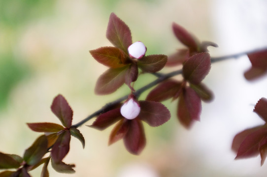 紅葉李 花苞