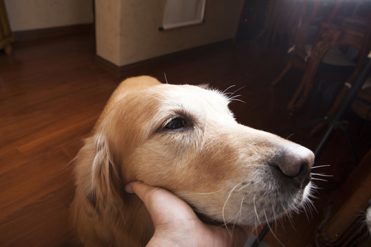 金毛尋回犬