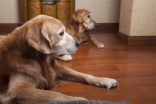 金毛犬