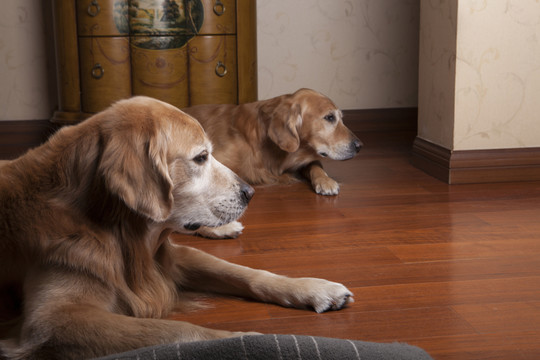 金毛犬
