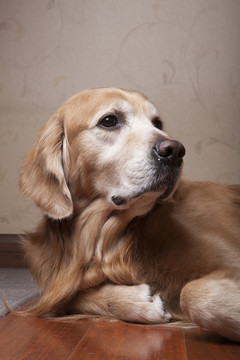 金毛尋回犬