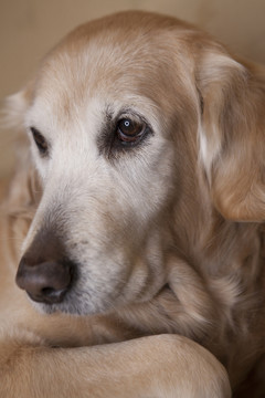 金毛尋回犬