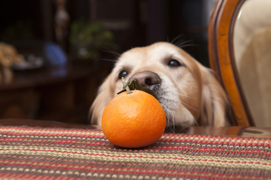 金毛尋回犬
