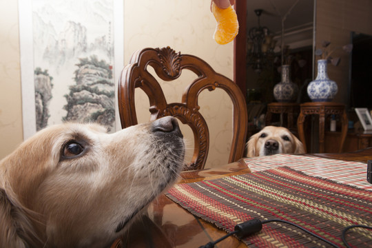 黃金獵犬