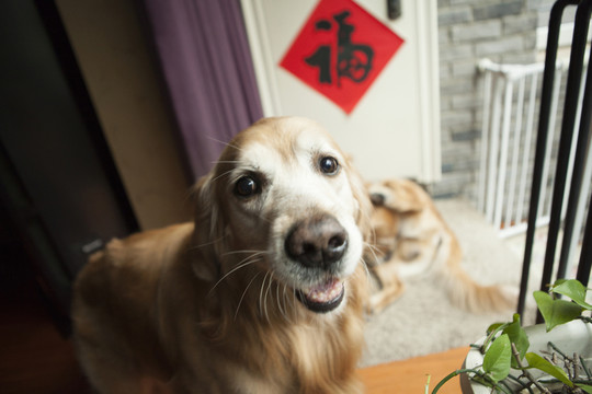 金毛犬