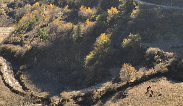 高原的樹林