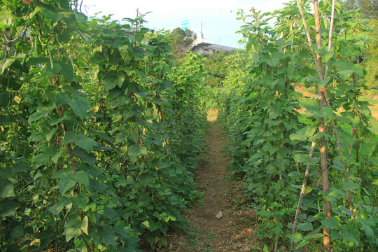 菜地里的豆角